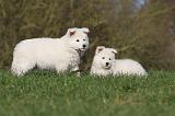 BERGER BLANC - PUPPIES 034